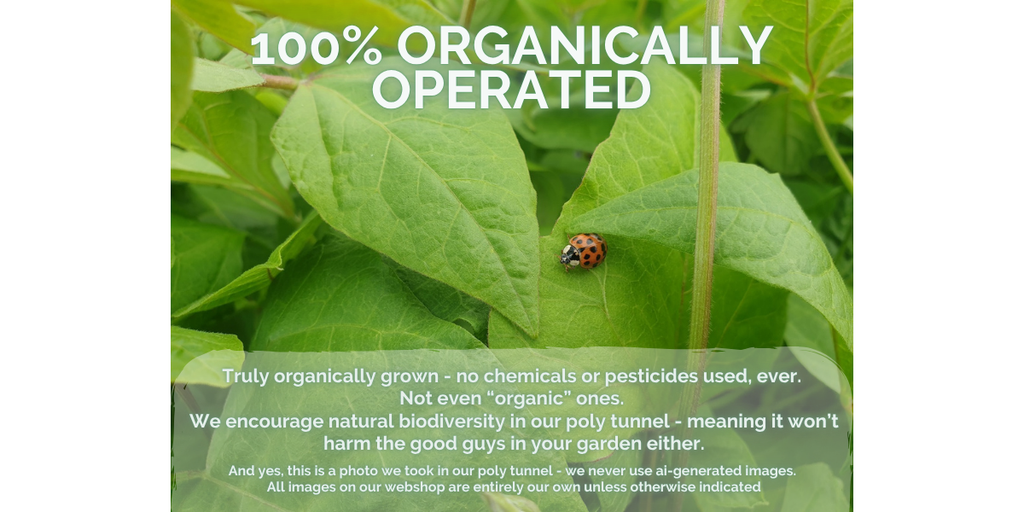 Organically operated plant nursery in West Wales