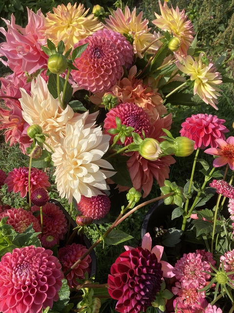 La Boutique de Clochette