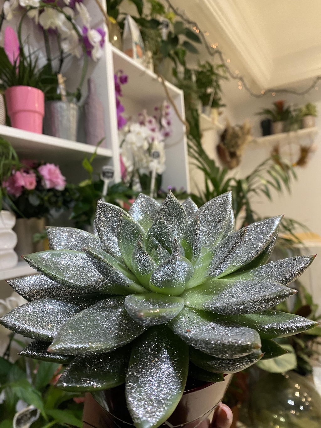 Bienvenue dans l’univers de Au jardin de Lily Rose 