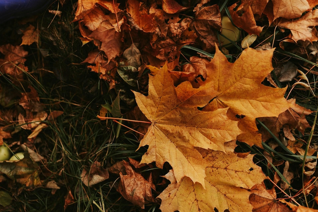 banner_image