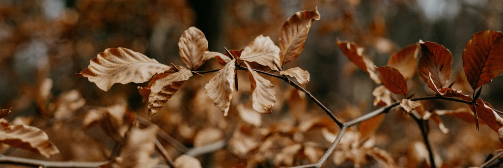 Maison Lunaison. Objets utiles et décoratifs co-créés avec la nature. Art végétal rythmé par les saisons, dans le sud-ouest.
