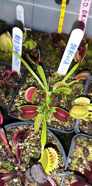 dionaea muscipula