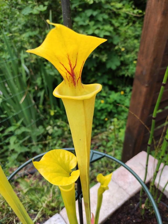 Sarracenia Flava