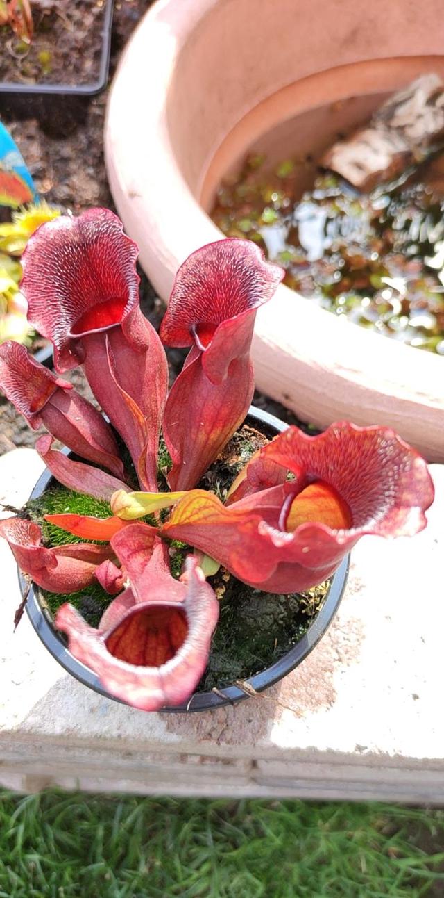 Sarracenia Purpurea