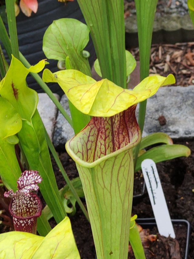 Sarracenia Oreophila