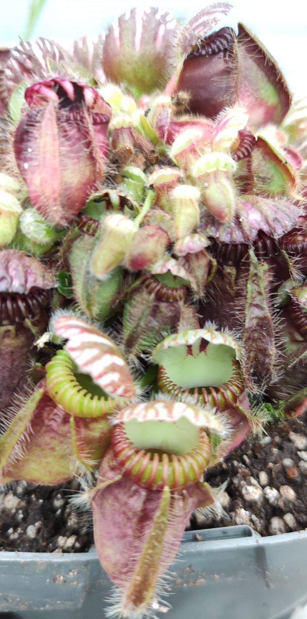 Cephalotus follicularis