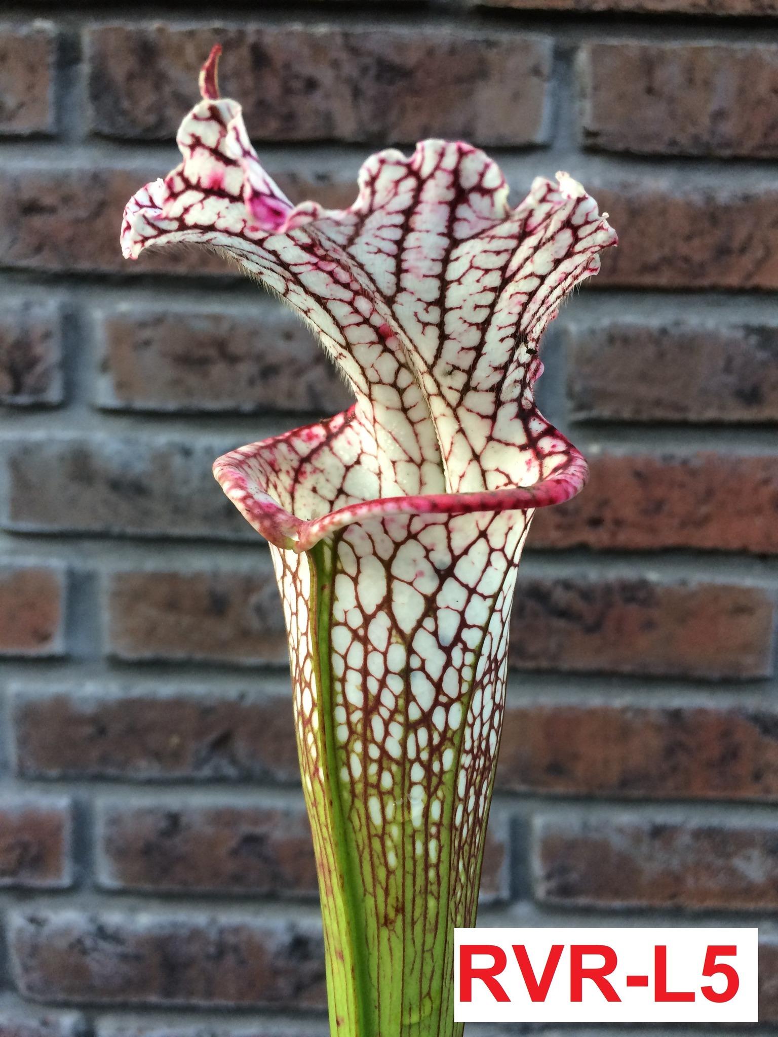 Sarracenia leucophylla