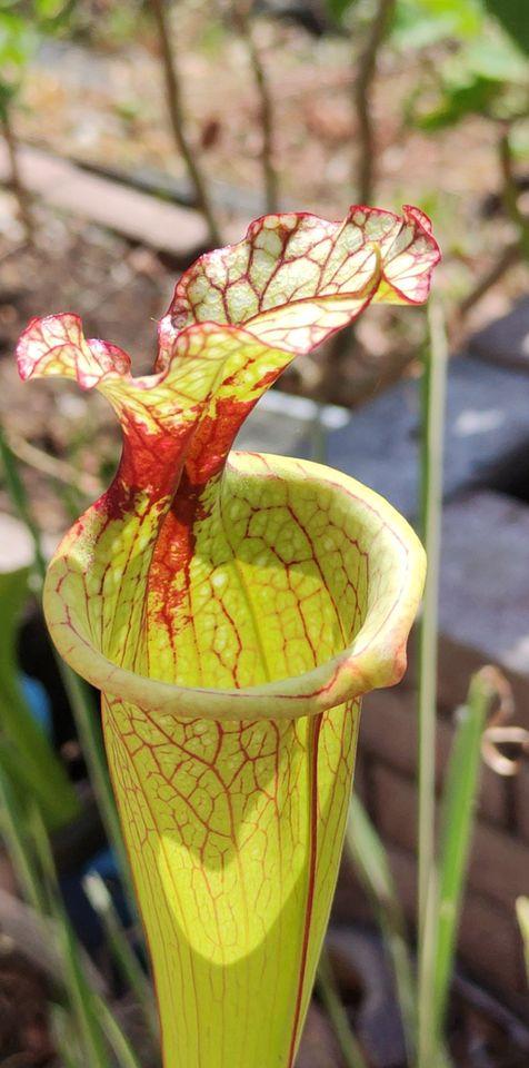 Sarracenia Hybriden