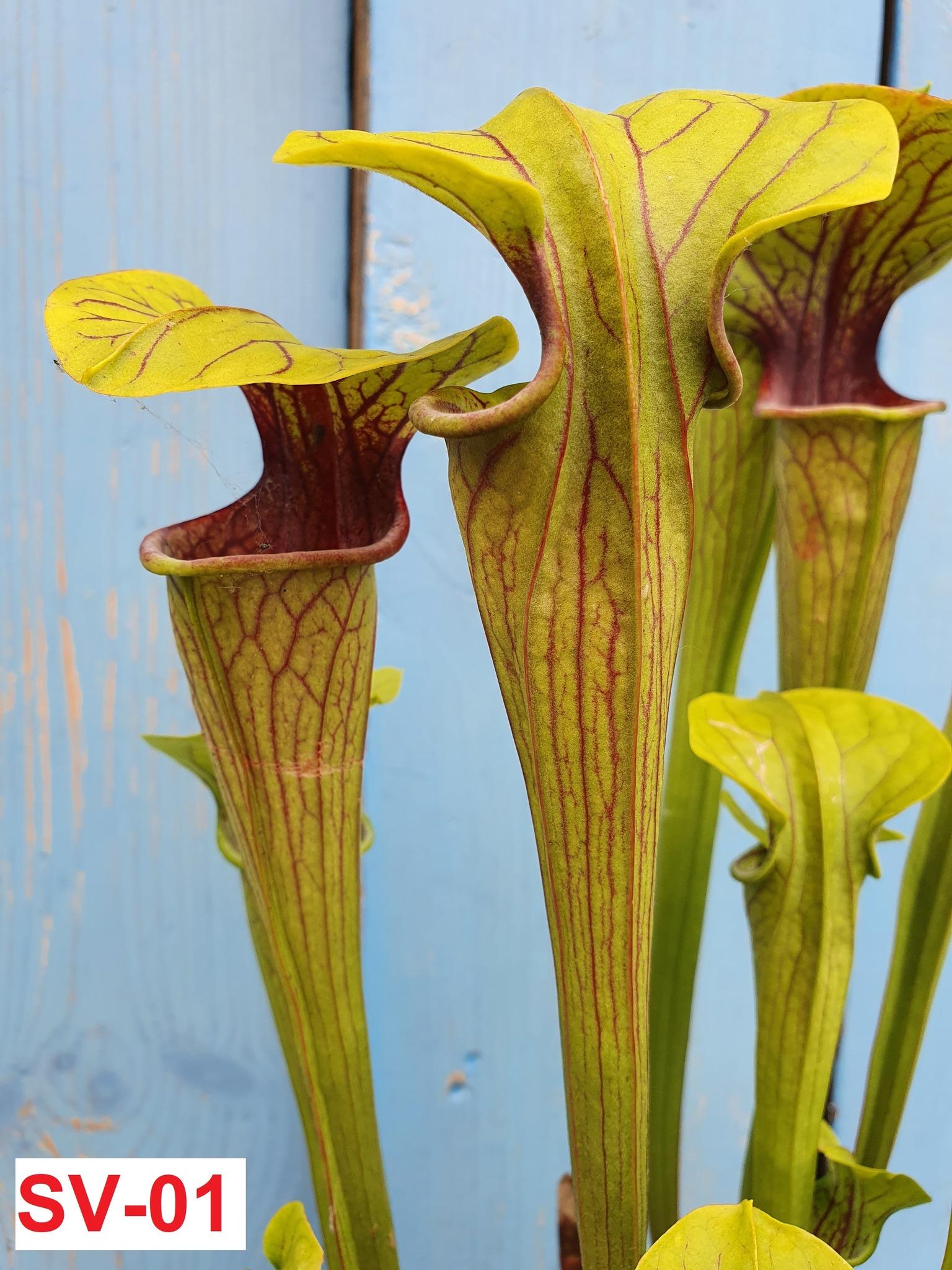 Sarracenia Oreophila