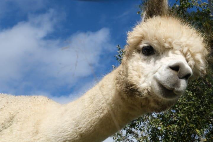 Hunsrück-Mosel-Alpaka Verkauf von hochwertigen Alpakawollprodukten
