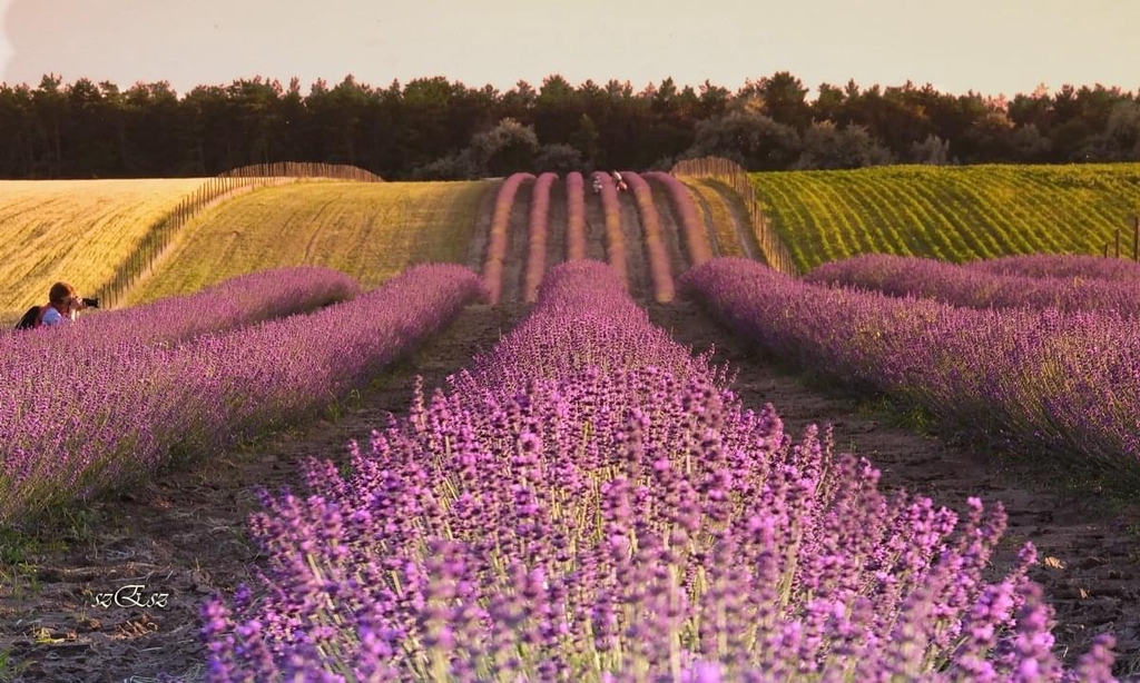 A Zsámbéki-medence levendulás kertje.
