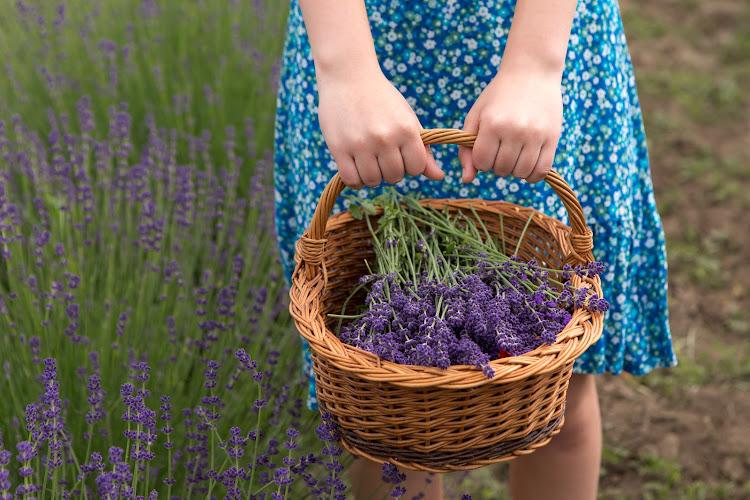 Kevés olyan nyárt idéző dolog van életben, amit a nyári emlékek mellé el tudunk tenni. Ezen kevés dolgok közé tartozik a levendula.
