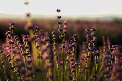 Levendula-Egyenesen a konyhából