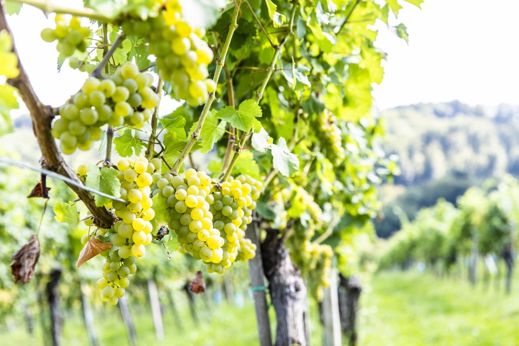 Eine Aussicht, die Weitblick schafft und viel, viel grüner, unberührter Wald. Da sind wir zuhause. Und da wächst unser Wein am besten.