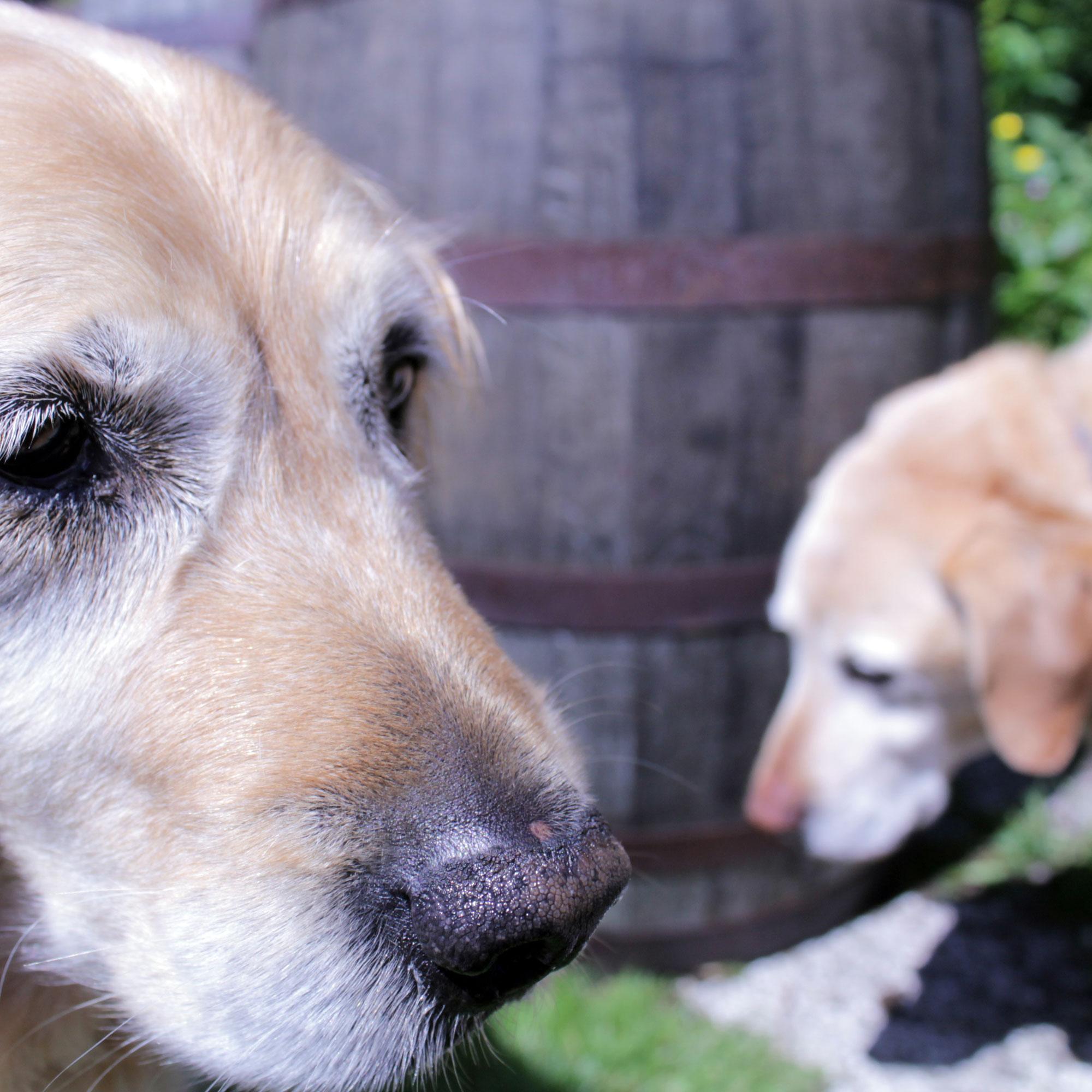 Dogs and whiskey barrels.