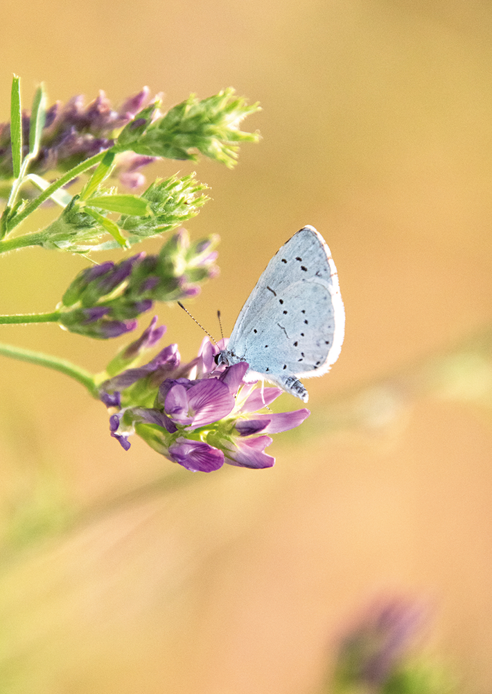 Photographie
