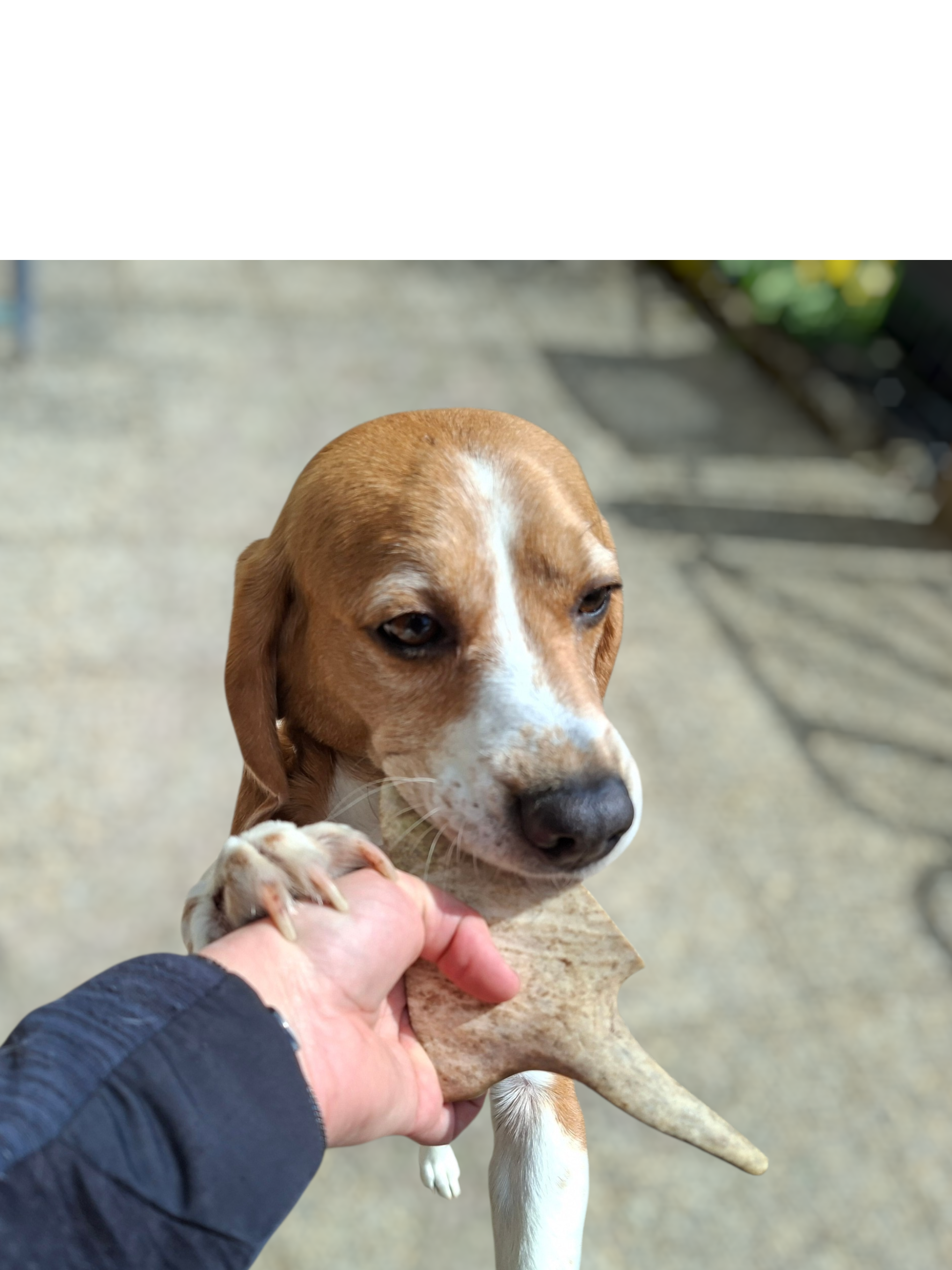 🐕 Mastication pure