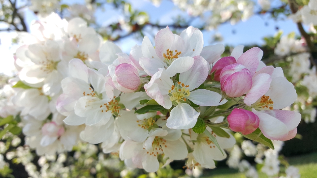 Photo pommier - Pauline EYRAUD BOUVARD