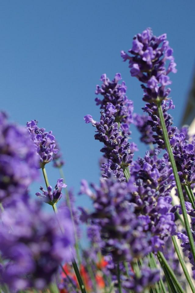 MULTI-PURPOSE AROMATIC FRAGRANCE 