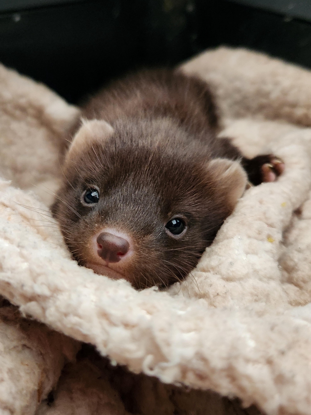 Kildare Wildlife Rescue