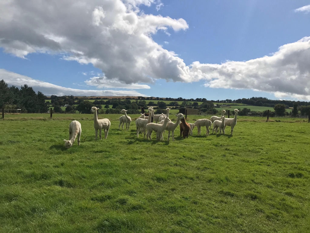 100% alpaca yarn from our quality and award-winning herd