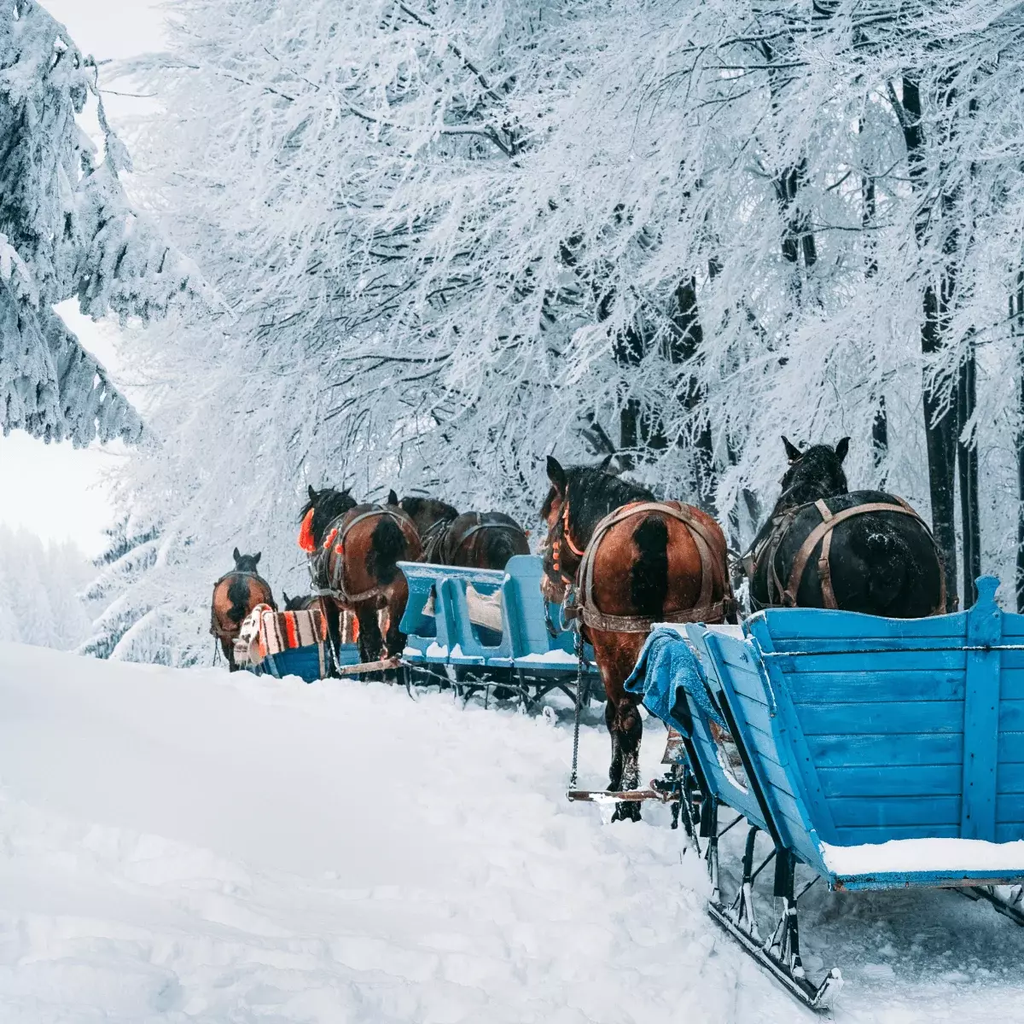 Snomads Bansko Activity Booking in one place