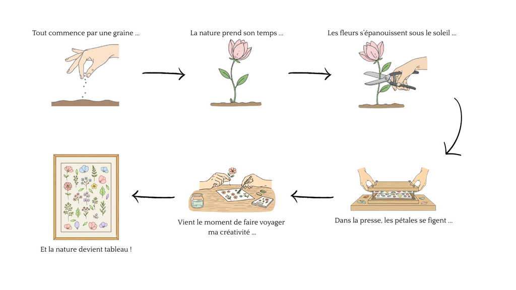 Schéma explicatif de la création d'un herbier du semis des fleurs, en passant par la récolte et le pressage des fleurs jusqu'à la réalisation du tableau en fleurs pressées.