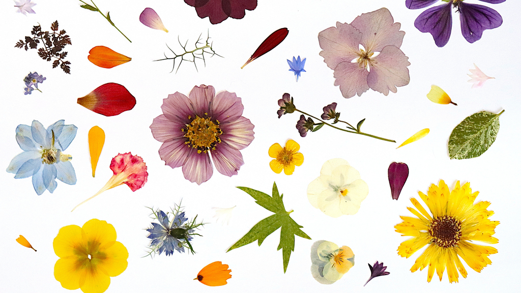 Création de tableaux décoratifs en fleurs pressées