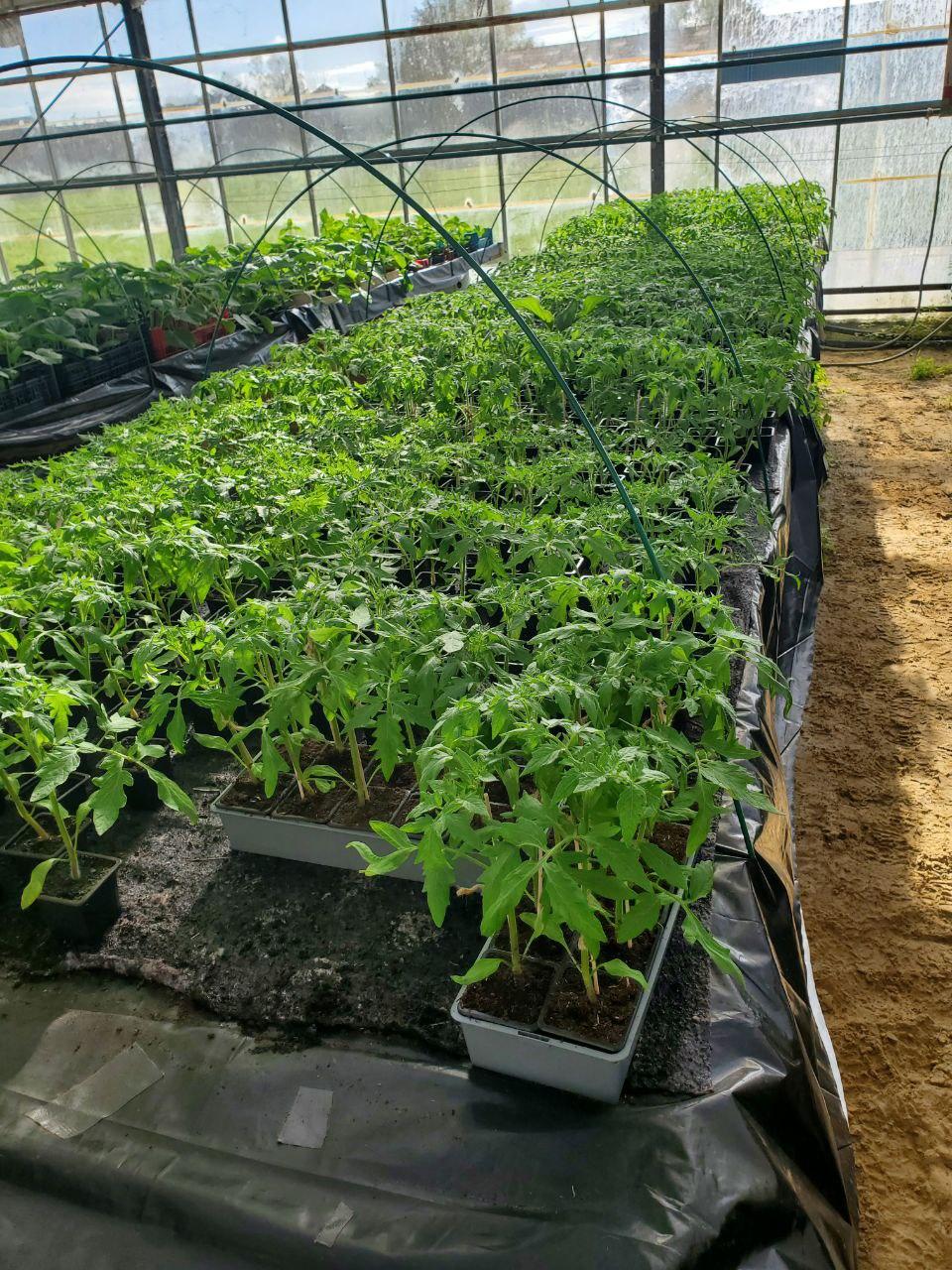Plants de tomates