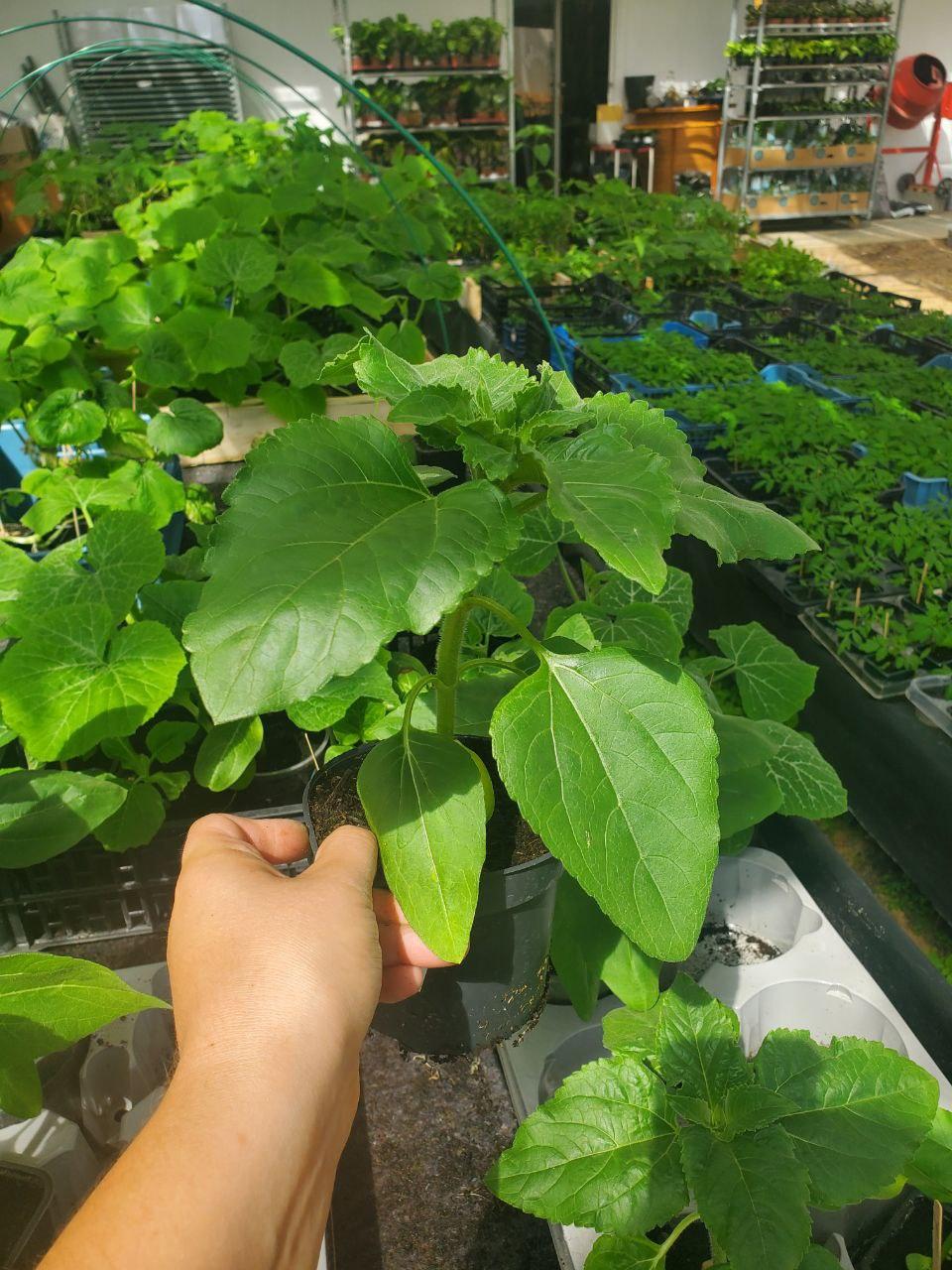Plant de tournesol