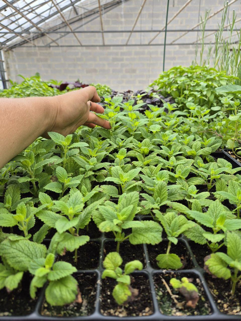 Plants de menthes en plaques de 96 trous