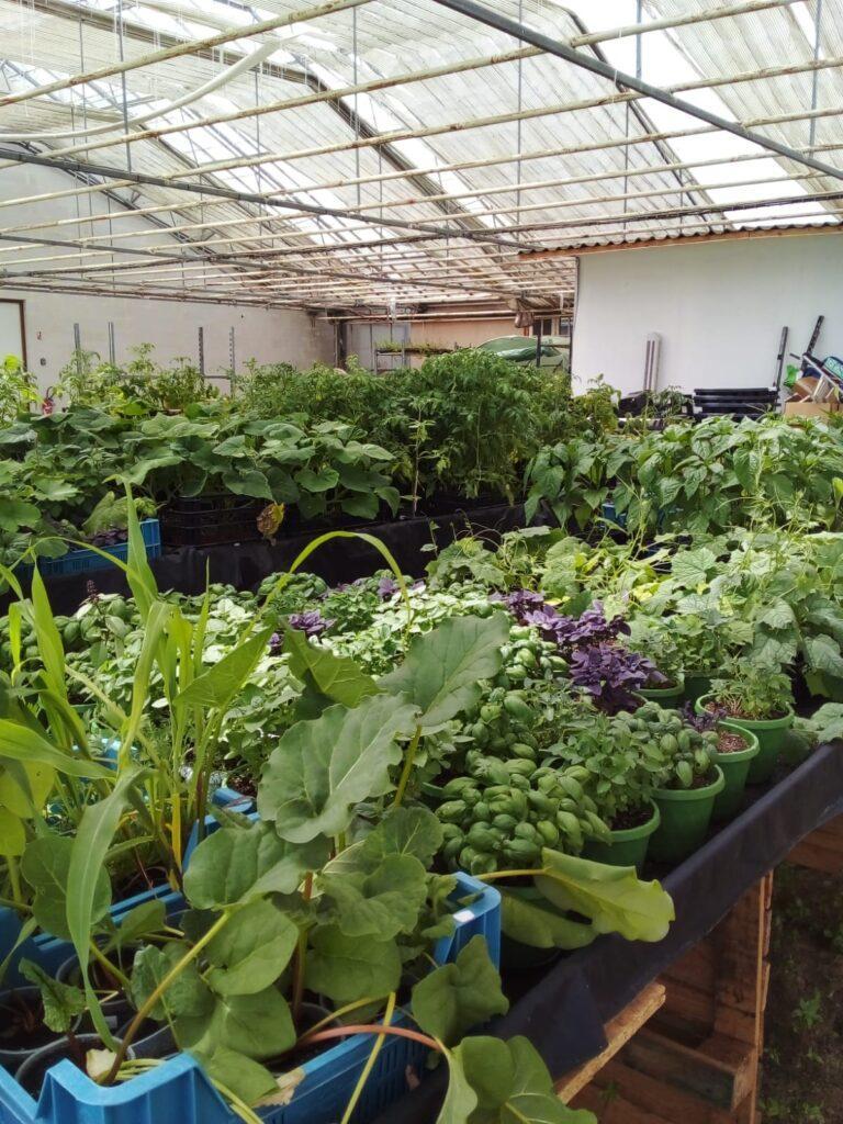 Photo des tables de la pépinière d'Agathe remplies de plants