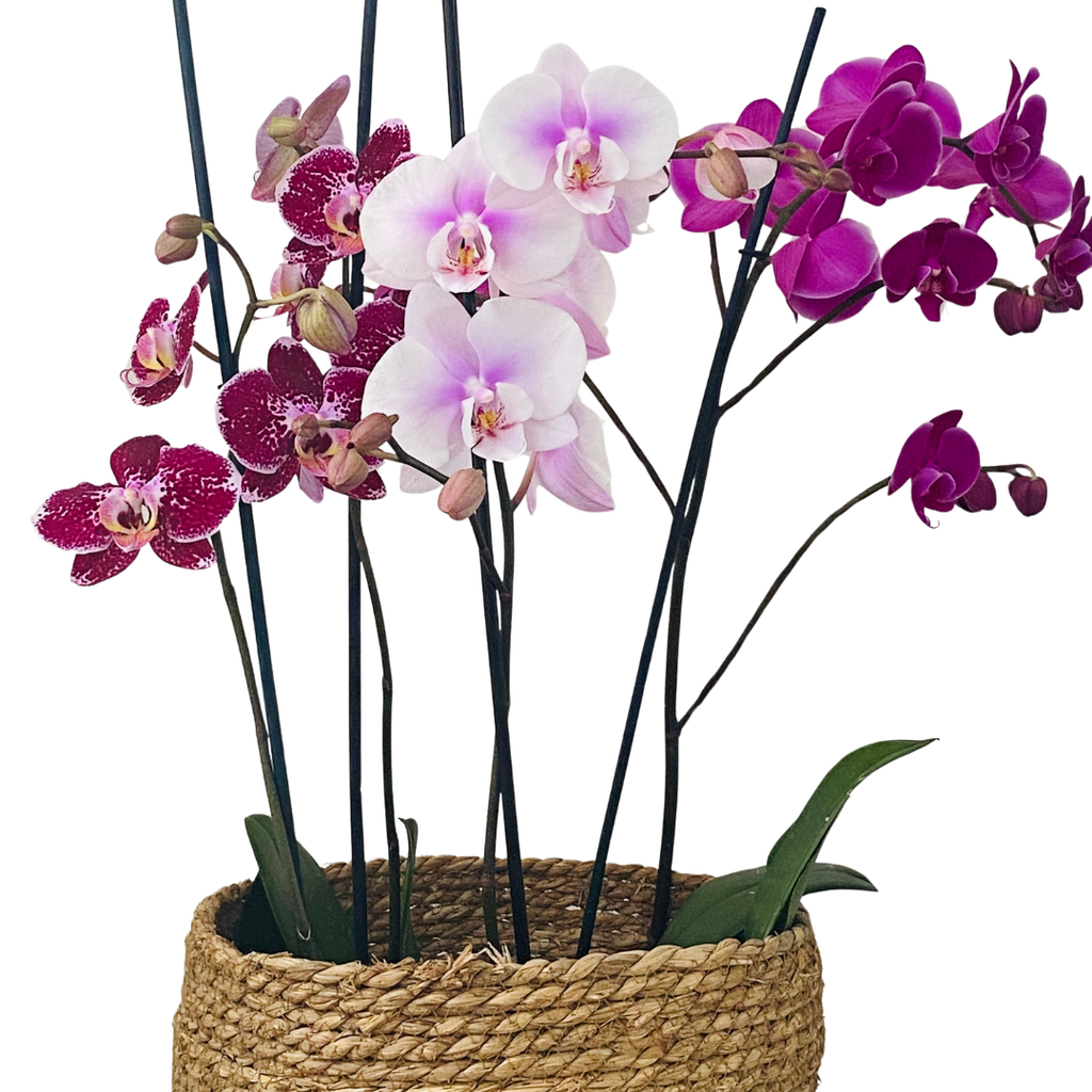 Cuidados de las orquídeas