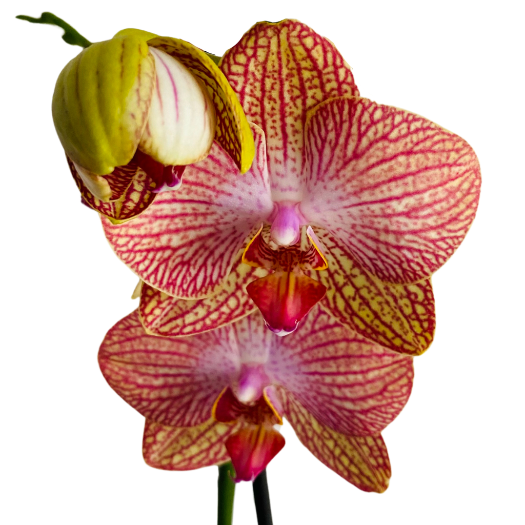 Las orquídeas no son solo flores, son símbolos de amor, admiración y belleza duradera.
