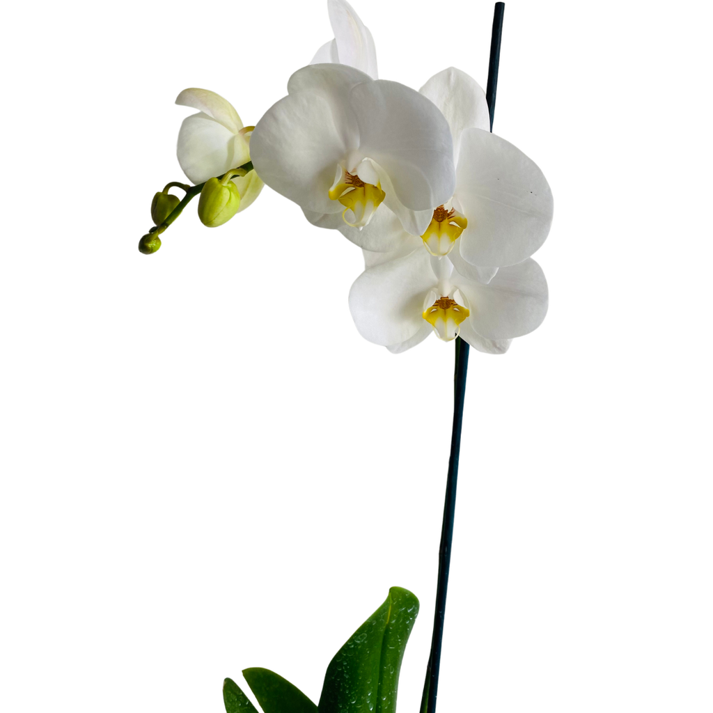 Aliméntalas con un fertilizante equilibrado durante la temporada de floración en orquídeas.