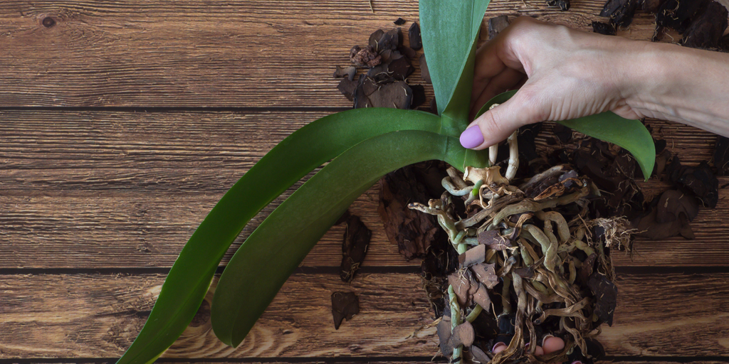 Taller presencial: Cuidados básicos de orquídeas 