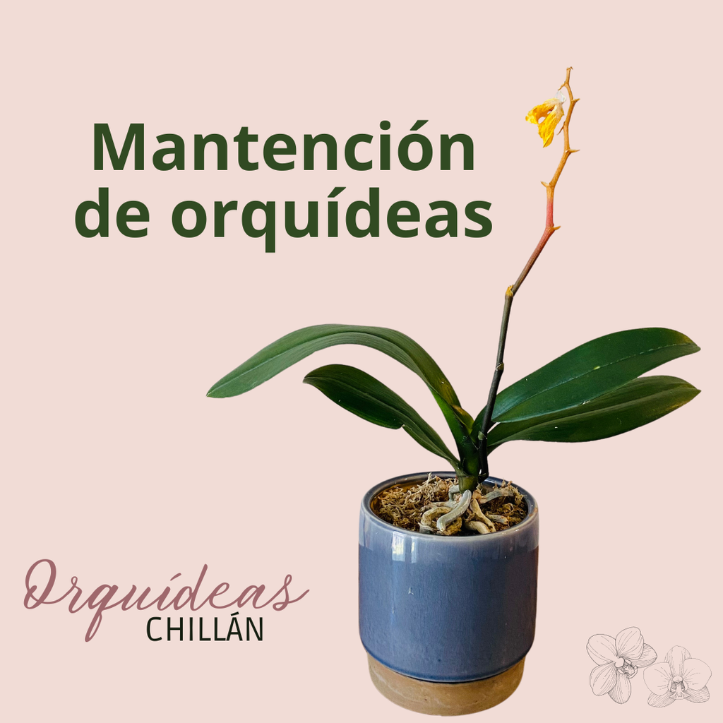 ¿Qué hacer cuando las flores de tus orquídeas se caen y cómo prepararlas para el cambio de temporada?