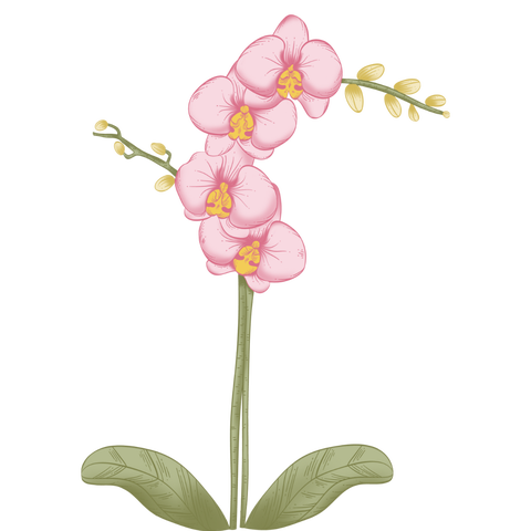 ¿Buscas el regalo perfecto? ¡Nuestras hermosas orquídeas son la opción ideal! .Con entregas a domicilio en Chillán, hacer feliz a esa persona especial nunca fue tan fácil.