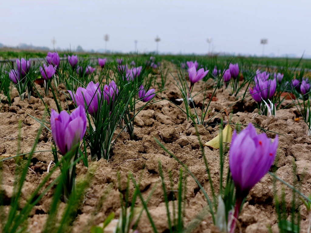 banner_image