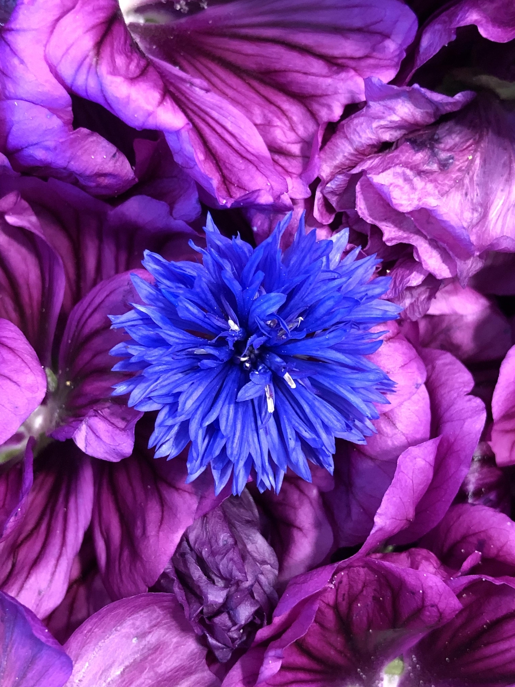 bleuets et calendula