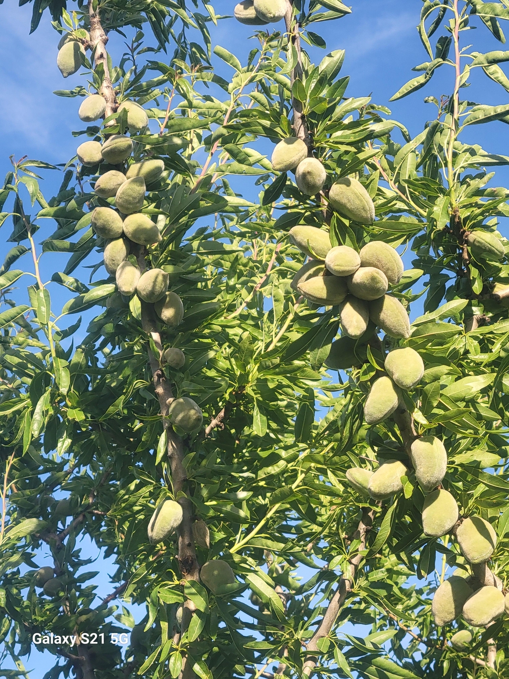 Sans gluten et bio, producteur transformateur d'amandes, olives, coings ...