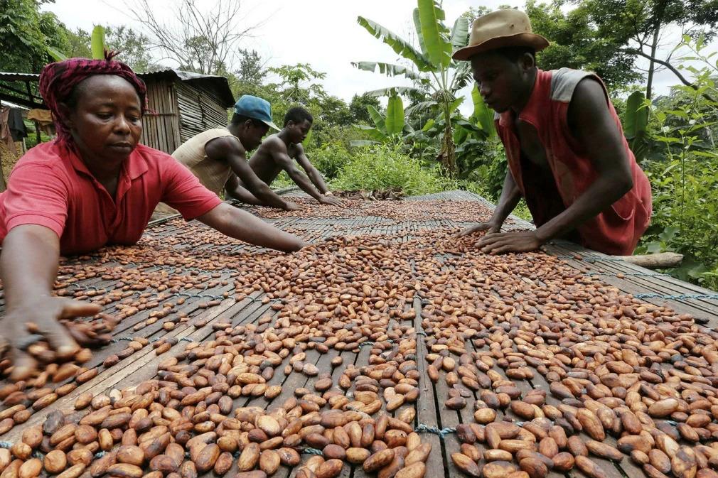 le séchage traditionnel  des fèves de cacao