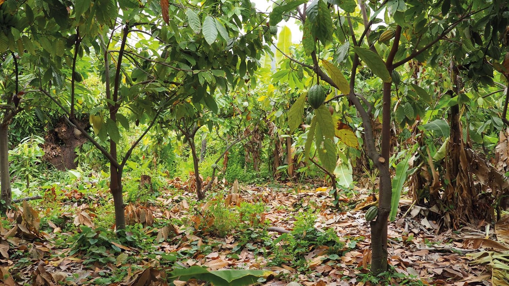 vue d une culture de cacao en foret 