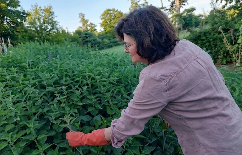 Récolte à la main des orties dans un champ normand par Délice d'Orties, avec des gants de protection