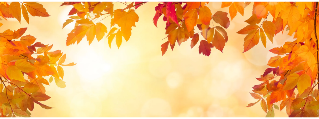 L'automne arrive chez Leatyss 🍂 