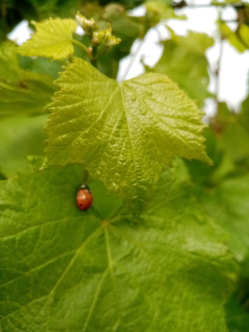 Vini e olii artigianali naturali