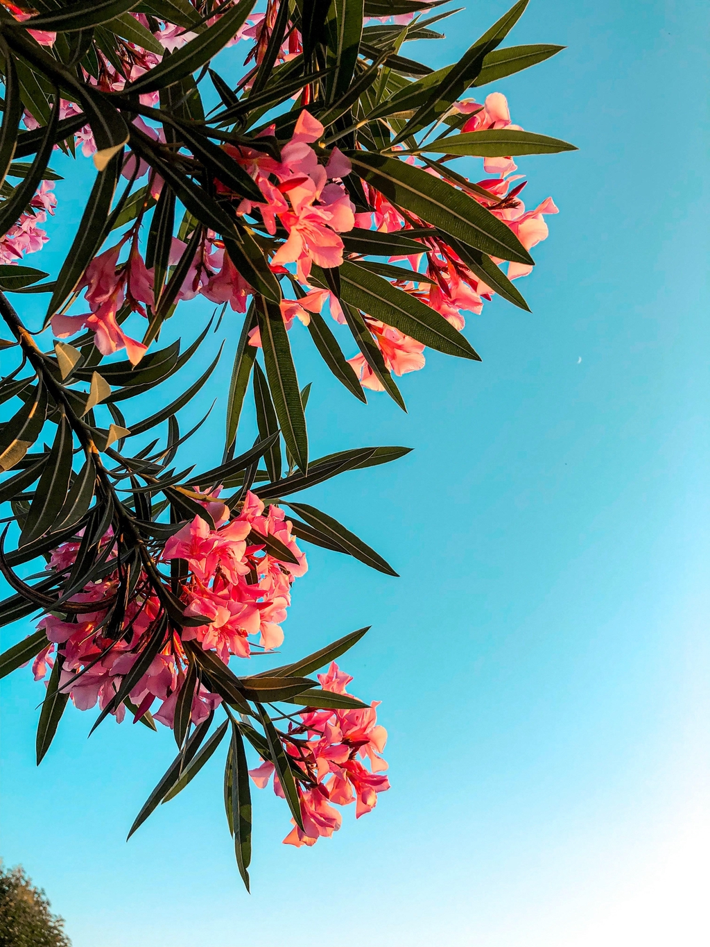 banner_image