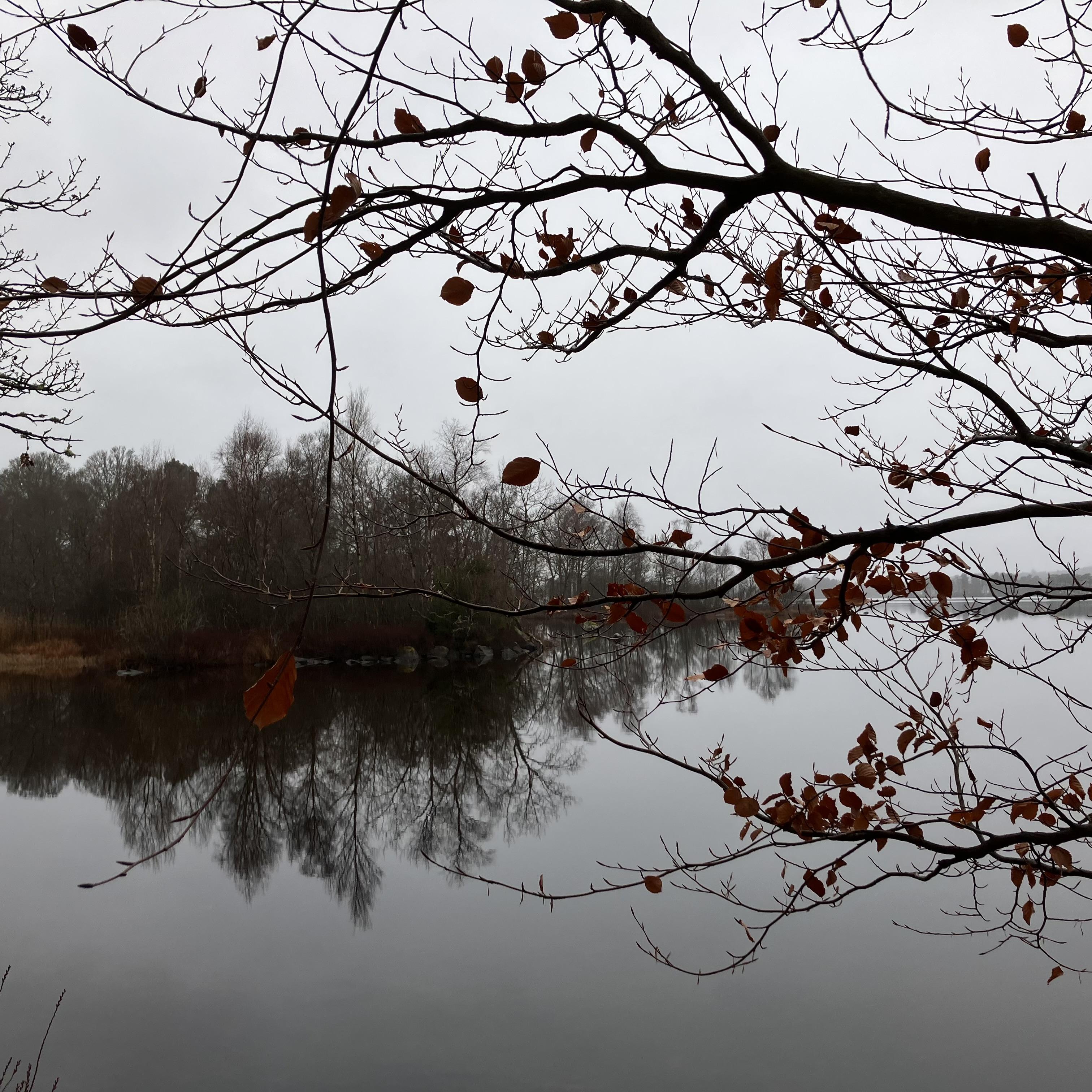 Novemberbild med sjö och löv, stilla vatten