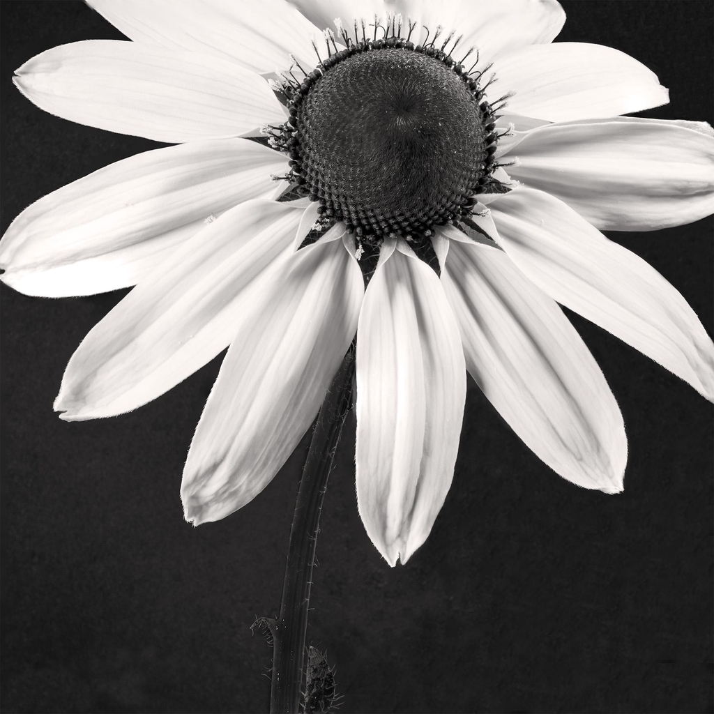 banner_image