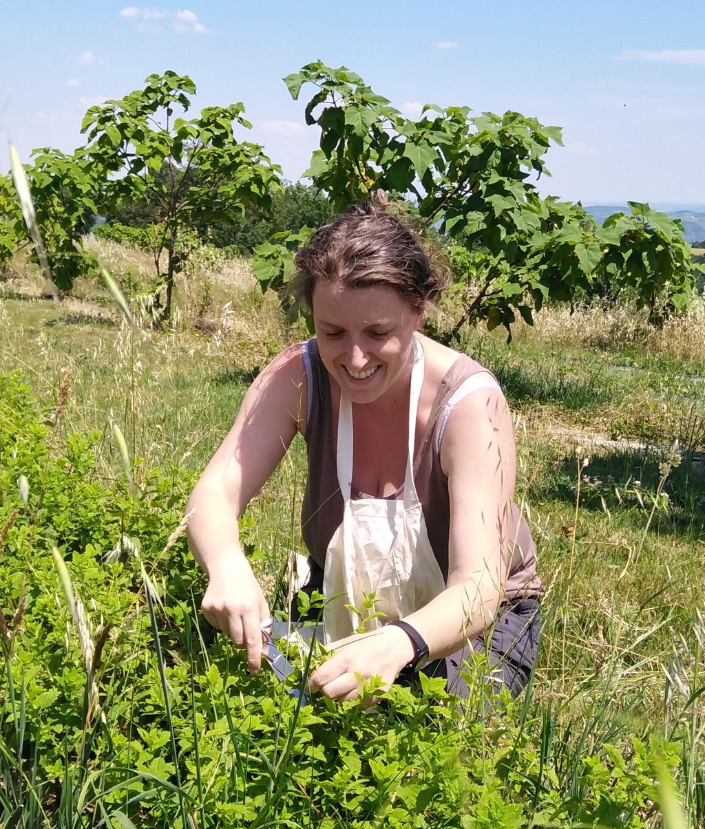 Je récolte la mélisse, quelle bonne odeur ! Plantes medicinales producteur productrice magie des plantes ardeche soigner naturel cosmétique soin tisanes local baume Tournon Valence direct bio